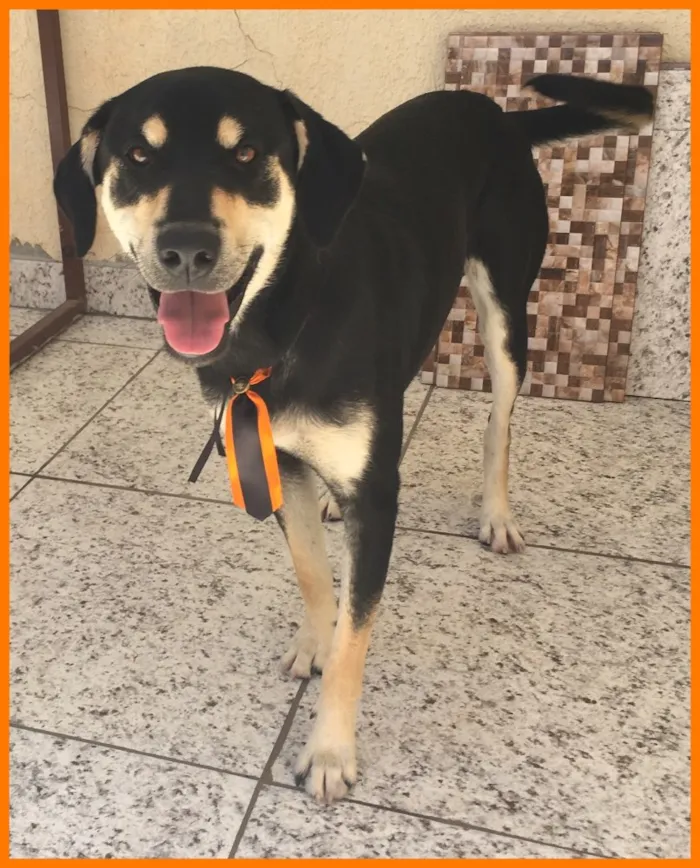 Cachorro ra a Vira-lata  idade 7 a 11 meses nome Spaike
