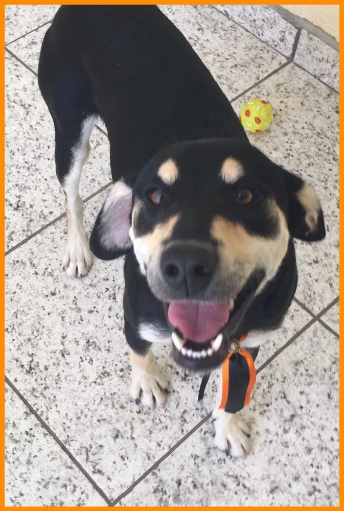 Cachorro ra a Vira-lata  idade 7 a 11 meses nome Spaike