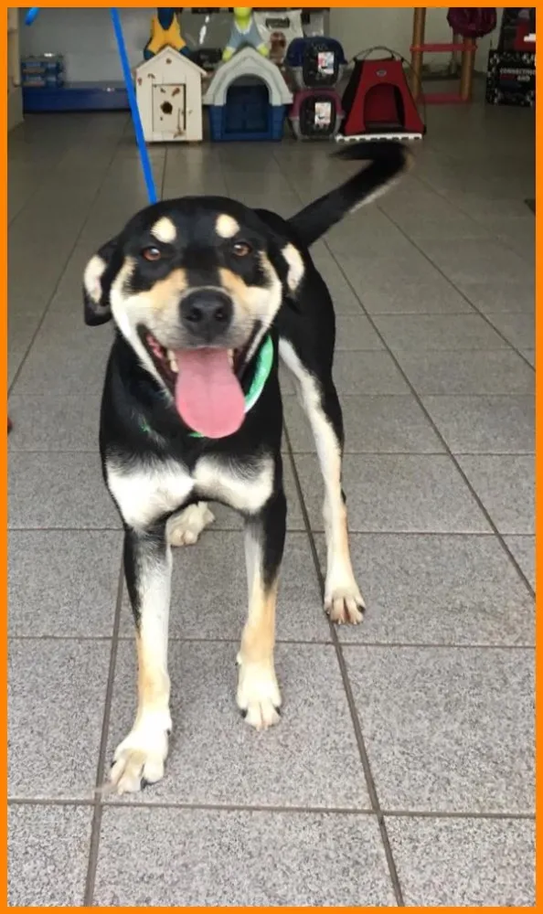 Cachorro ra a Vira-lata  idade 7 a 11 meses nome Spaike