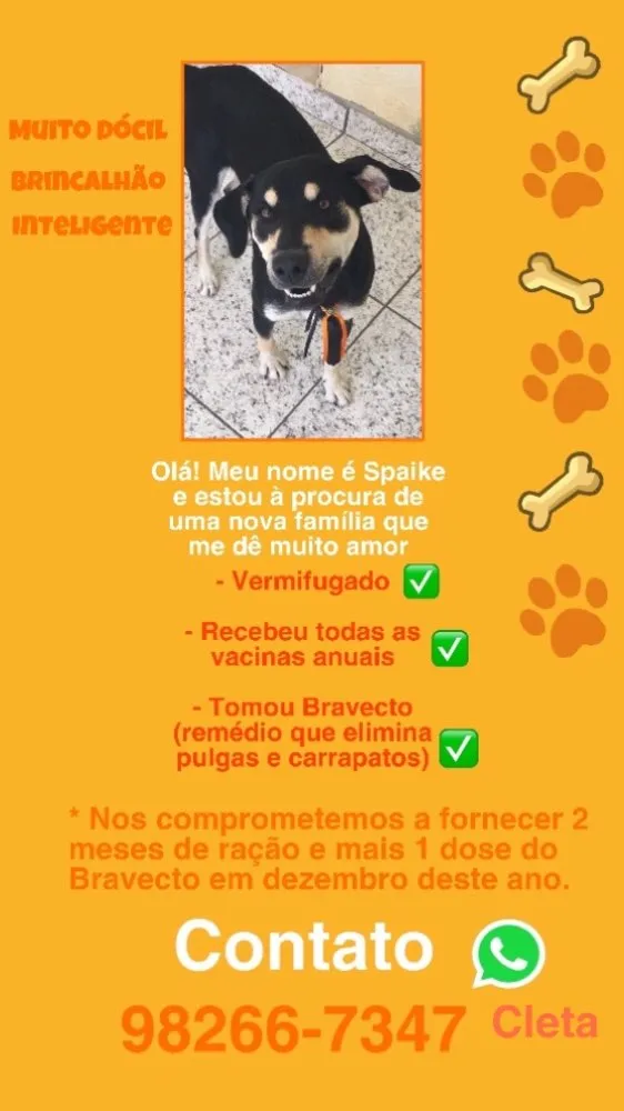 Cachorro ra a Vira-lata  idade 7 a 11 meses nome Spaike