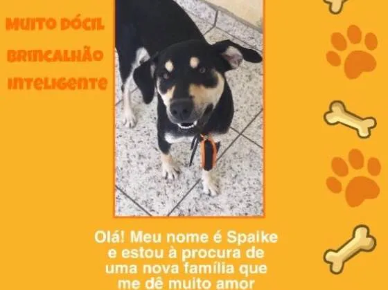 Cachorro ra a Vira-lata  idade 7 a 11 meses nome Spaike