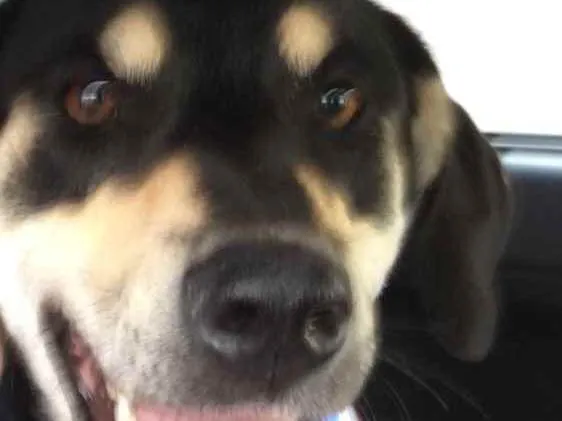 Cachorro ra a Vira-lata  idade 7 a 11 meses nome Spaike