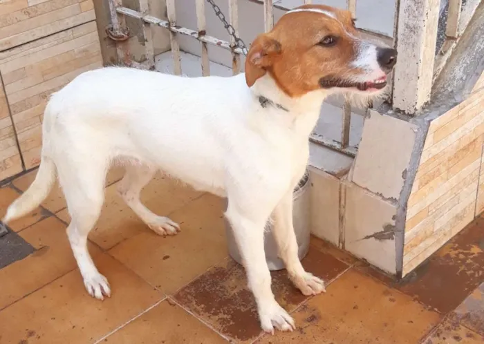 Cachorro ra a Vira lata idade 7 a 11 meses nome Melissa 