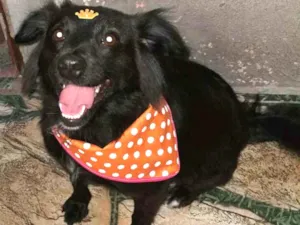 Cachorro raça SRD idade 1 ano nome Pety