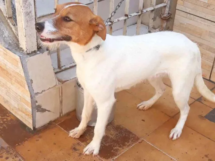 Cachorro ra a Vira lata idade 7 a 11 meses nome Melissa 