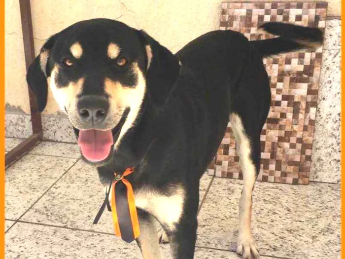 Cachorro ra a Vira-lata  idade 7 a 11 meses nome Spaike