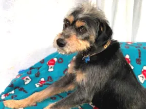 Cachorro raça Srd idade  nome Kiron