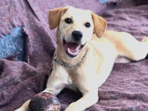 Cachorro raça Srd idade  nome Mel