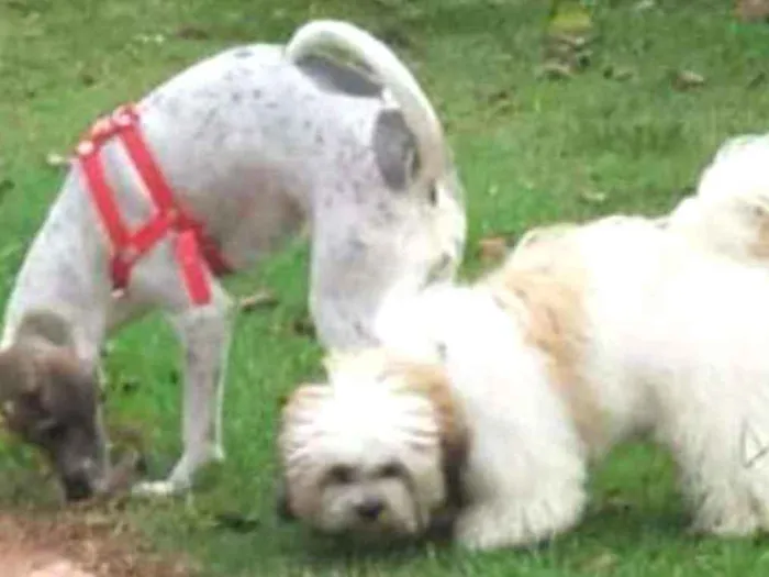 Cachorro raça Shitzu misturado idade Abaixo de 2 meses nome Nemo