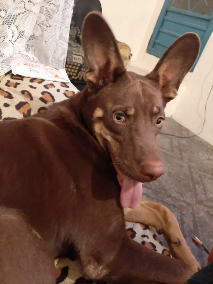 Cachorro raça Pastor Alemão com Labrador idade 7 a 11 meses nome Loki