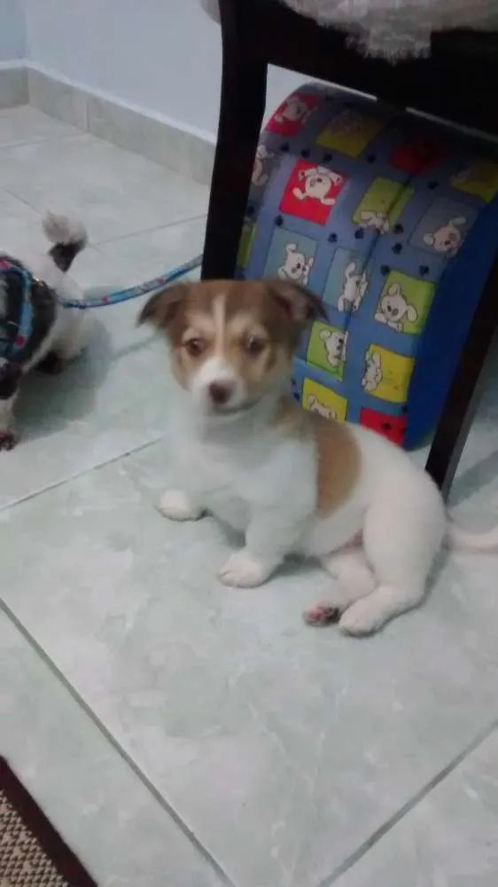Cachorro ra a Não sei a raça idade 2 a 6 meses nome Toni