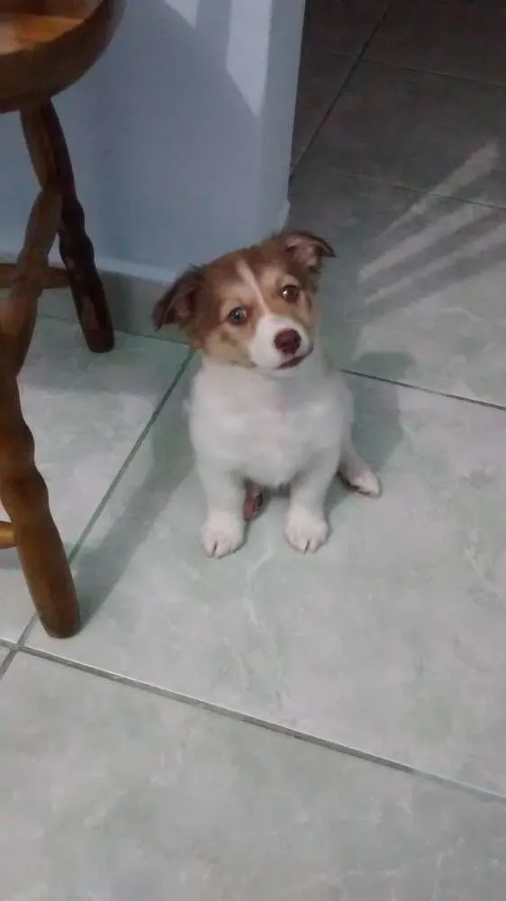 Cachorro ra a Não sei a raça idade 2 a 6 meses nome Toni