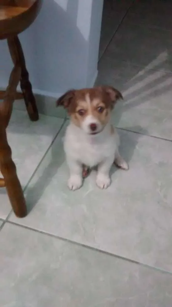 Cachorro ra a Não sei a raça idade 2 a 6 meses nome Toni
