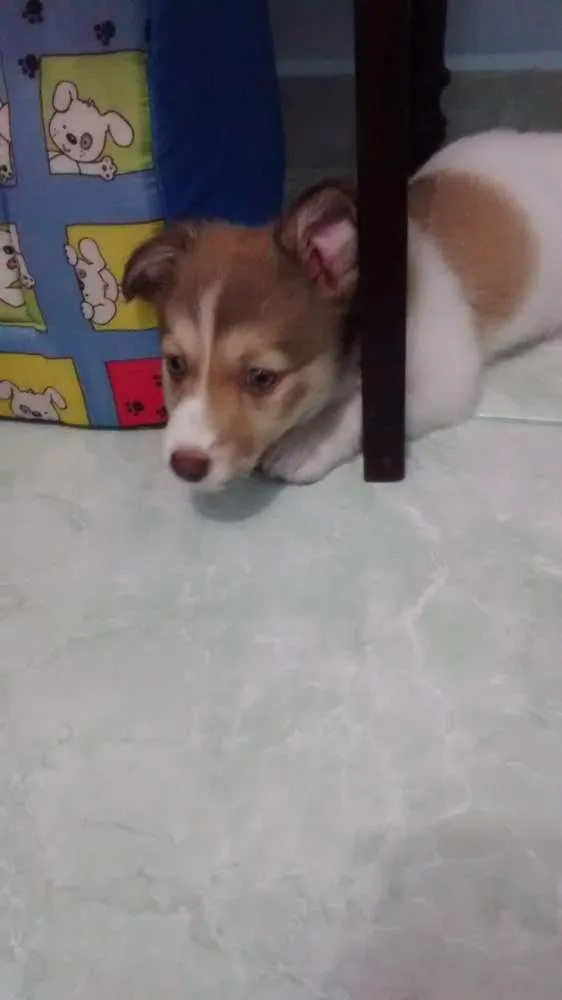 Cachorro ra a Não sei a raça idade 2 a 6 meses nome Toni
