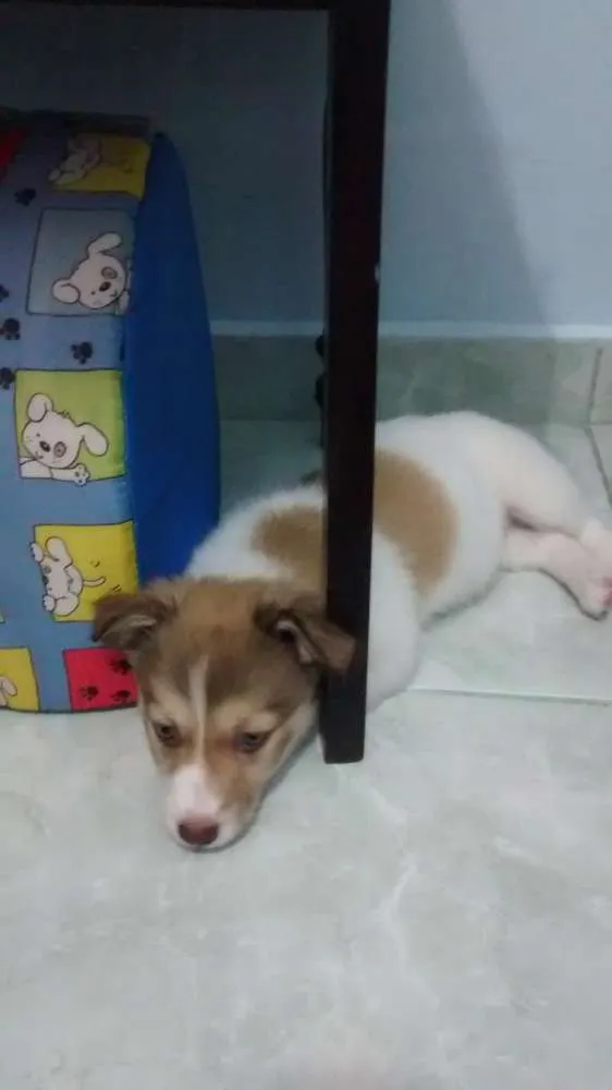 Cachorro ra a Não sei a raça idade 2 a 6 meses nome Toni