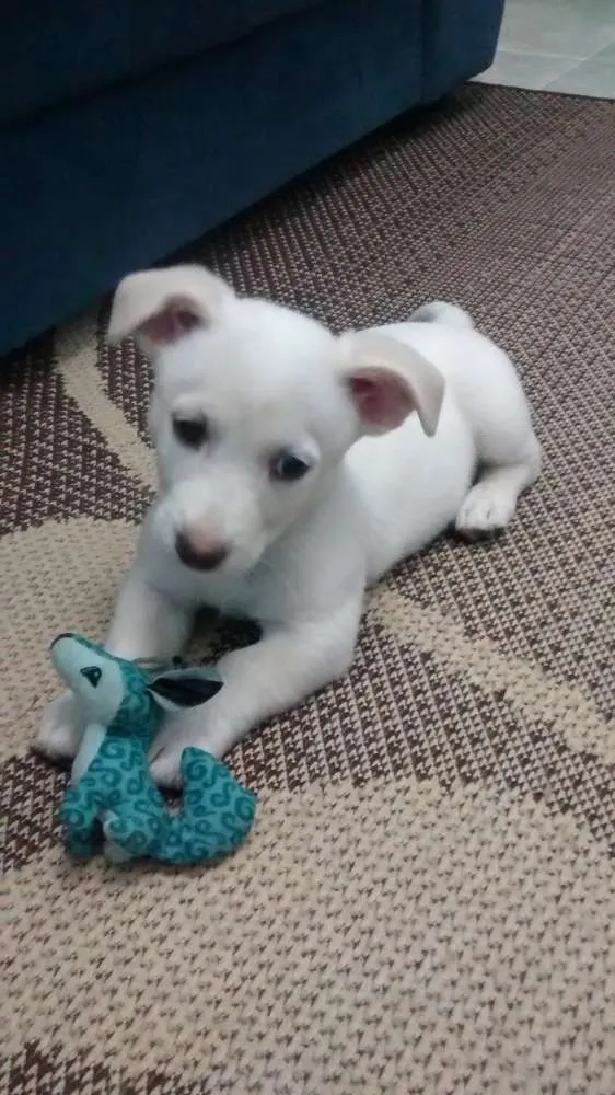 Cachorro ra a Não sei a raça idade 2 a 6 meses nome Toni