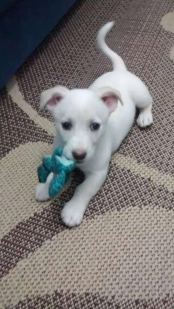 Cachorro ra a Não sei a raça idade 2 a 6 meses nome Toni