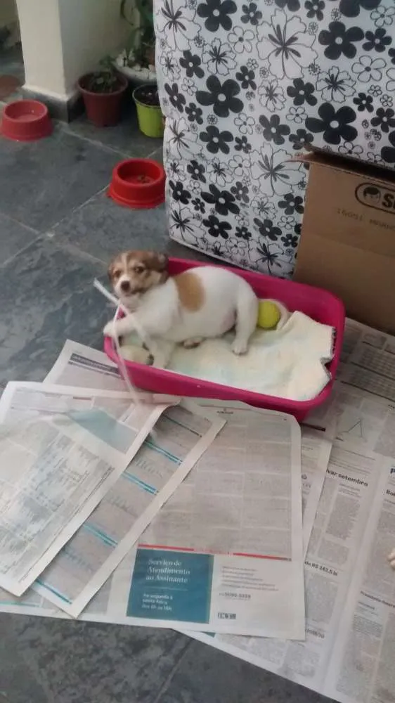 Cachorro ra a Não sei a raça idade 2 a 6 meses nome Toni