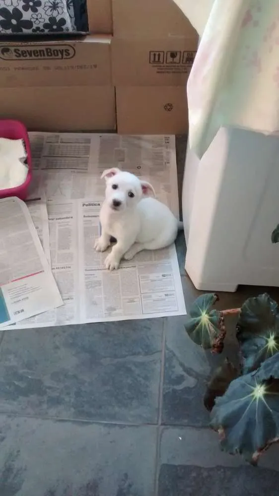 Cachorro ra a Não sei a raça idade 2 a 6 meses nome Toni