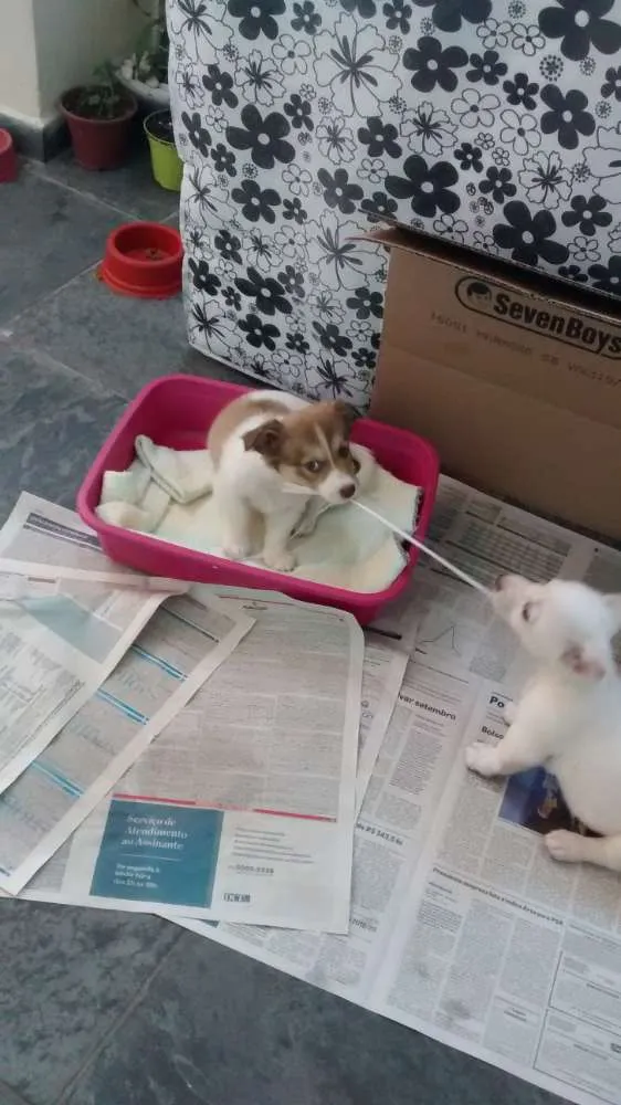 Cachorro ra a Não sei a raça idade 2 a 6 meses nome Toni