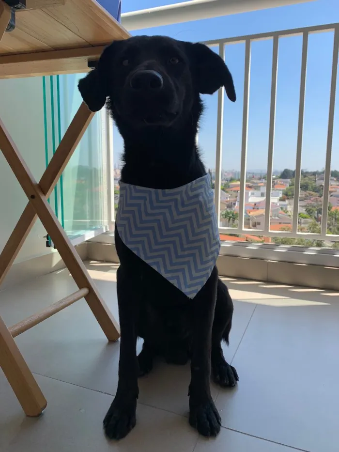 Cachorro ra a Vira lata idade 2 anos nome Chico