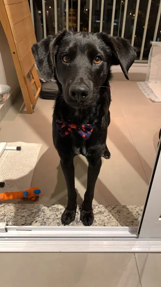 Cachorro ra a Vira lata idade 2 anos nome Chico