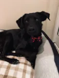 Chico