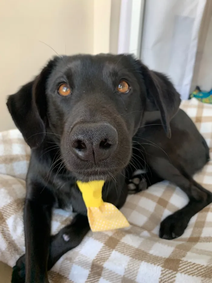 Cachorro ra a Vira lata idade 2 anos nome Chico