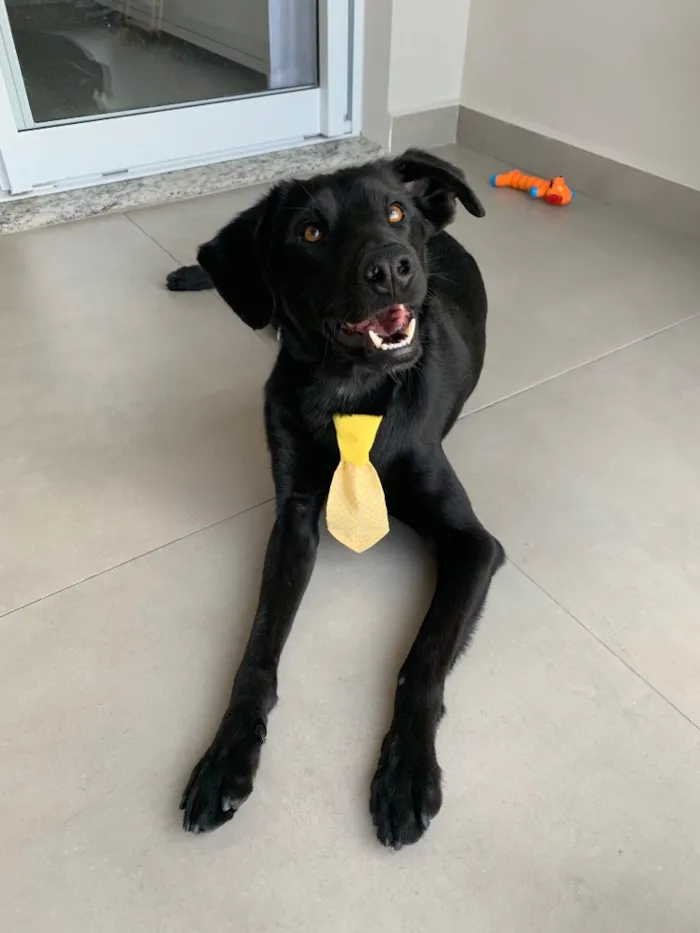 Cachorro ra a Vira lata idade 2 anos nome Chico