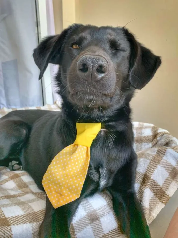 Cachorro ra a Vira lata idade 2 anos nome Chico