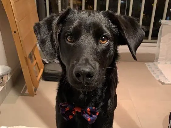 Cachorro ra a Vira lata idade 2 anos nome Chico