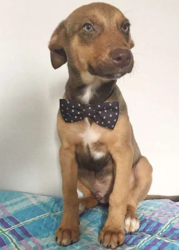 Cachorro raça SRD idade 2 a 6 meses nome CHIQUITO