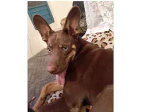 Cachorro raça Pastor Alemão com Labrador idade 7 a 11 meses nome Loki
