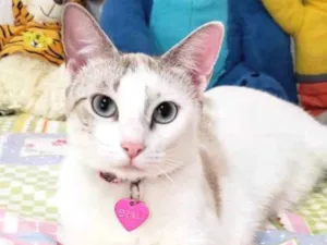 Gato raça SRD idade 7 a 11 meses nome LUISE 