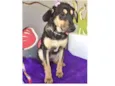 DOCINHO