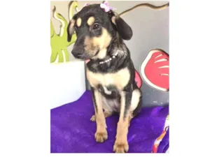 Cachorro raça SRD idade 2 a 6 meses nome DOCINHO