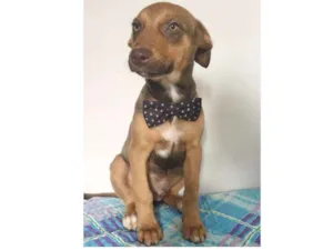 Cachorro raça SRD idade 2 a 6 meses nome CHIQUITO