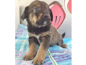 Cachorro raça SRD idade 2 a 6 meses nome CHOCOLATE