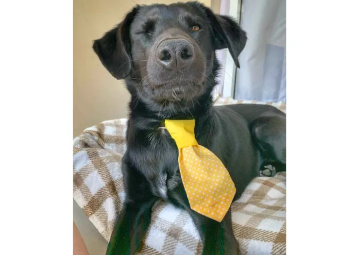 Cachorro ra a Vira lata idade 2 anos nome Chico