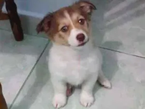 Cachorro raça Não sei a raça idade 2 a 6 meses nome Toni
