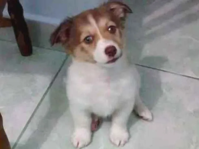 Cachorro ra a Não sei a raça idade 2 a 6 meses nome Toni
