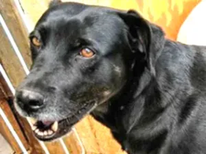 Cachorro raça SRD idade 5 anos nome Luna B.