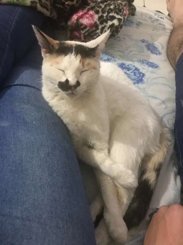 Gato ra a Misturada  idade 2 anos nome Maria Joana 