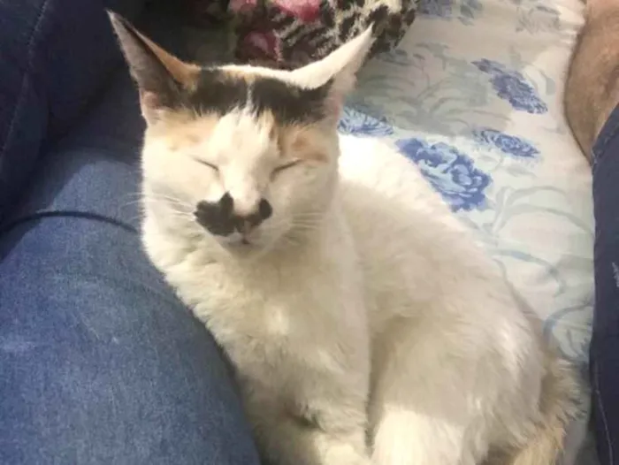 Gato ra a Misturada  idade 2 anos nome Maria Joana 