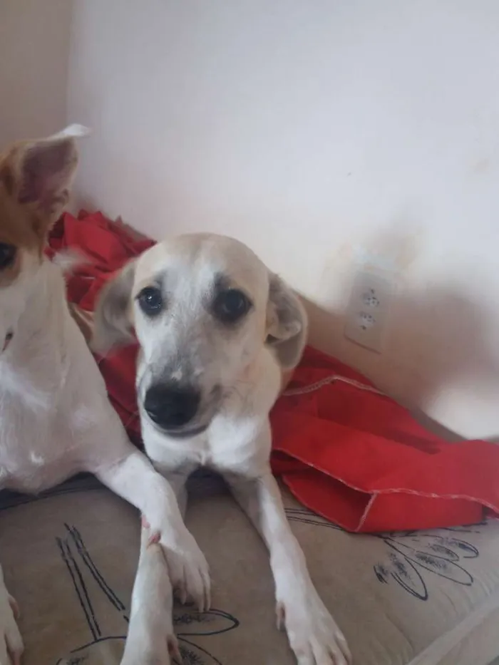 Cachorro raça sem raça definida idade 7 a 11 meses nome Thor