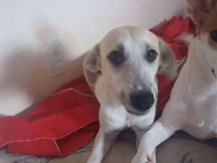 Cachorro raça sem raça definida idade 7 a 11 meses nome Thor