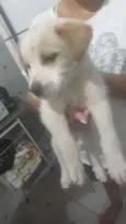 Bili e xodó
