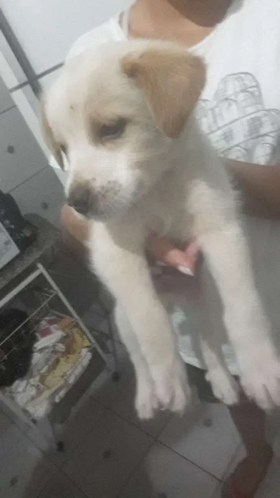 Cachorro ra a Indefinida idade 2 a 6 meses nome Bili e xodó