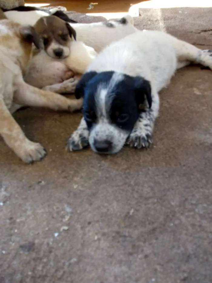 Cachorro ra a  idade Abaixo de 2 meses nome Não coloquei nome