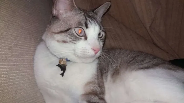 Gato ra a Indefinida idade 3 anos nome Ninho